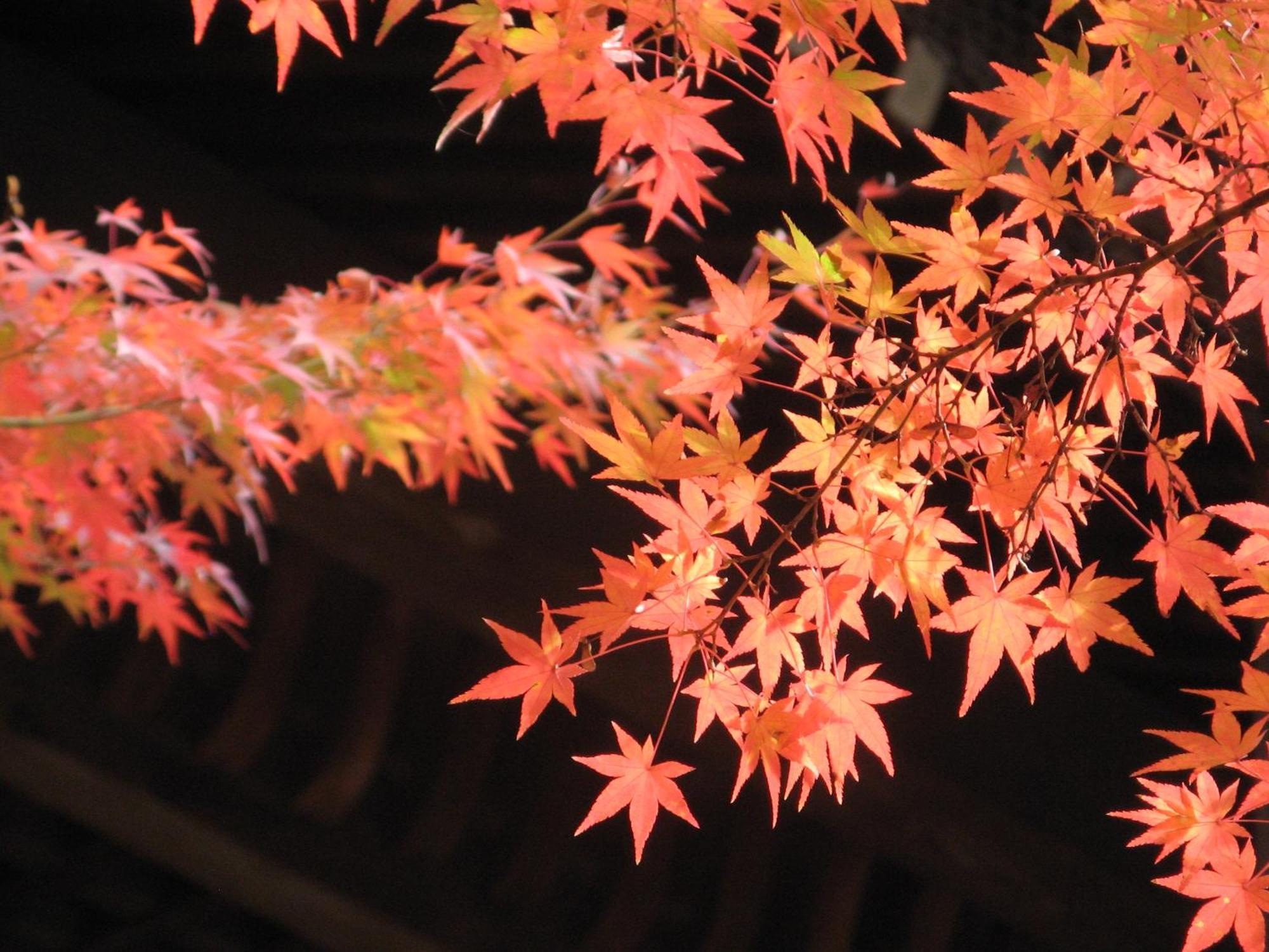 Hotel Heian No Mori Kyōto Esterno foto